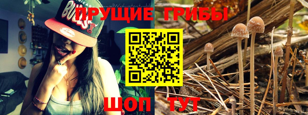 Псилоцибиновые грибы Cubensis Арзамас
